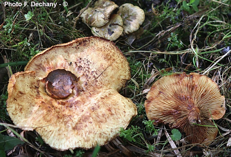 Paxillus filamentosus (Paxillus rubicundulus)