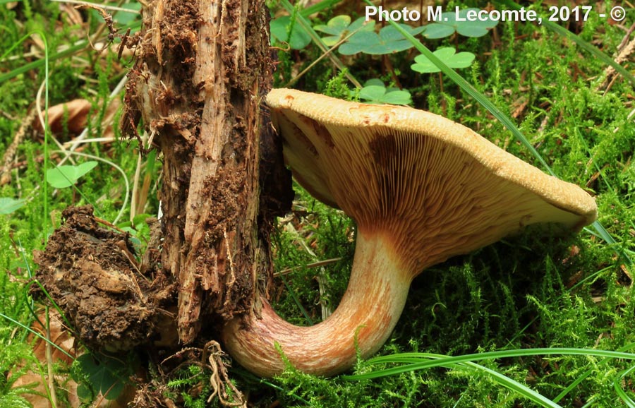 Paxillus filamentosus