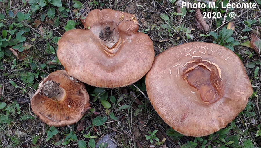 Paxillus involutus