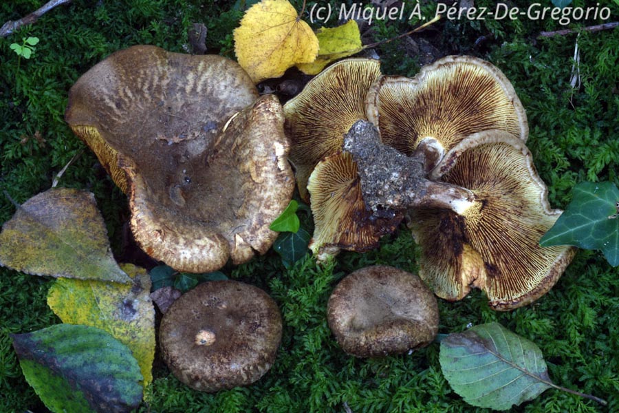 Paxillus olivellus