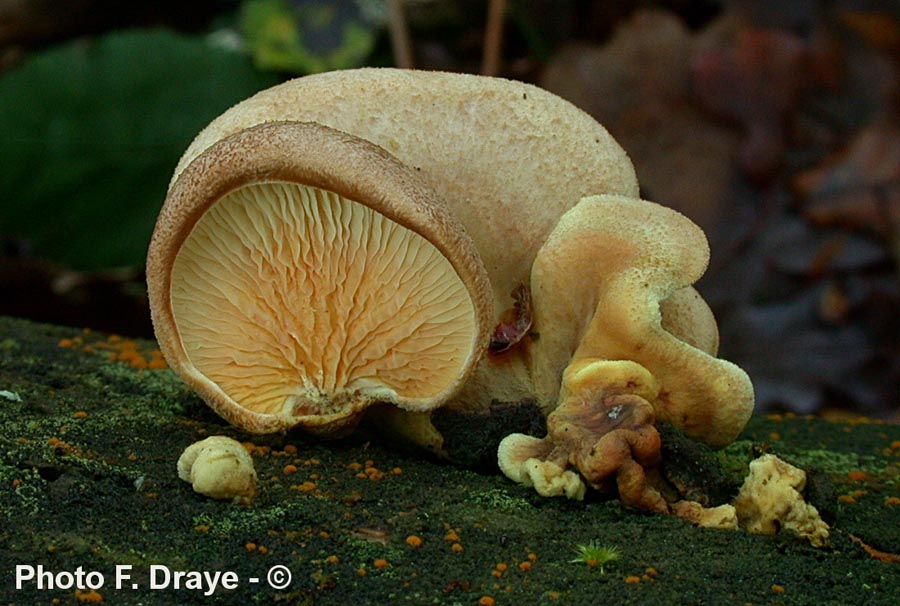 Paxillus panuoides