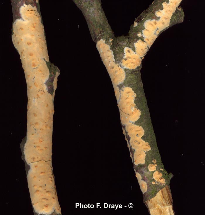 Peniophora incarnata