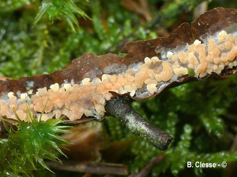 Peniophora laeta
