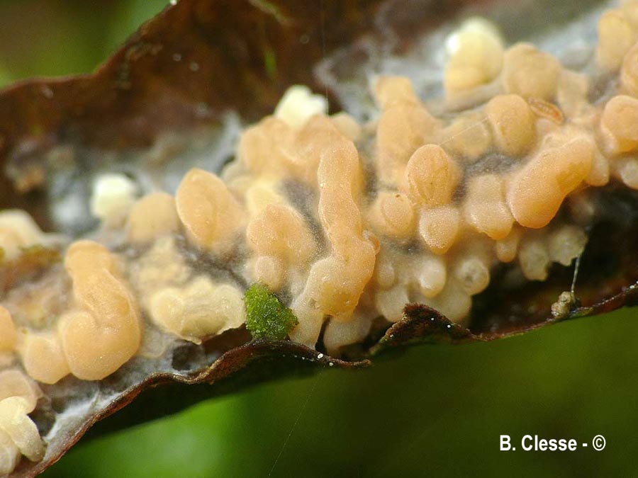 Peniophora laeta
