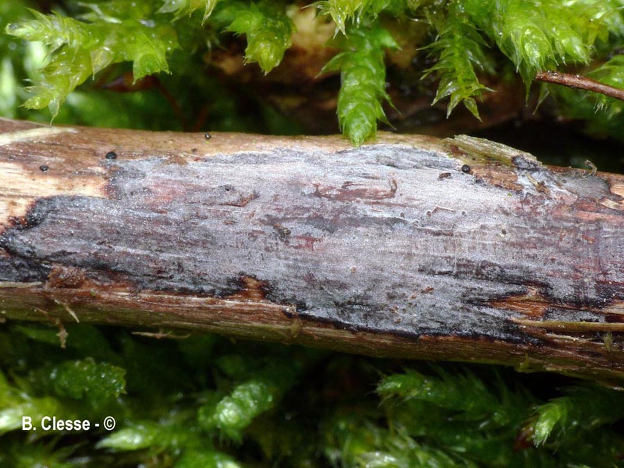 Peniophora lycii