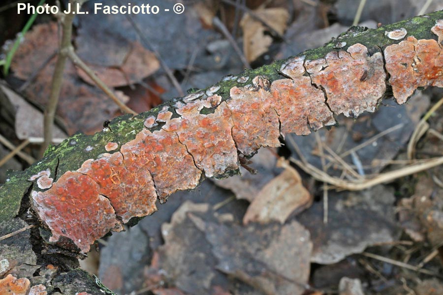 Peniophora polygonia