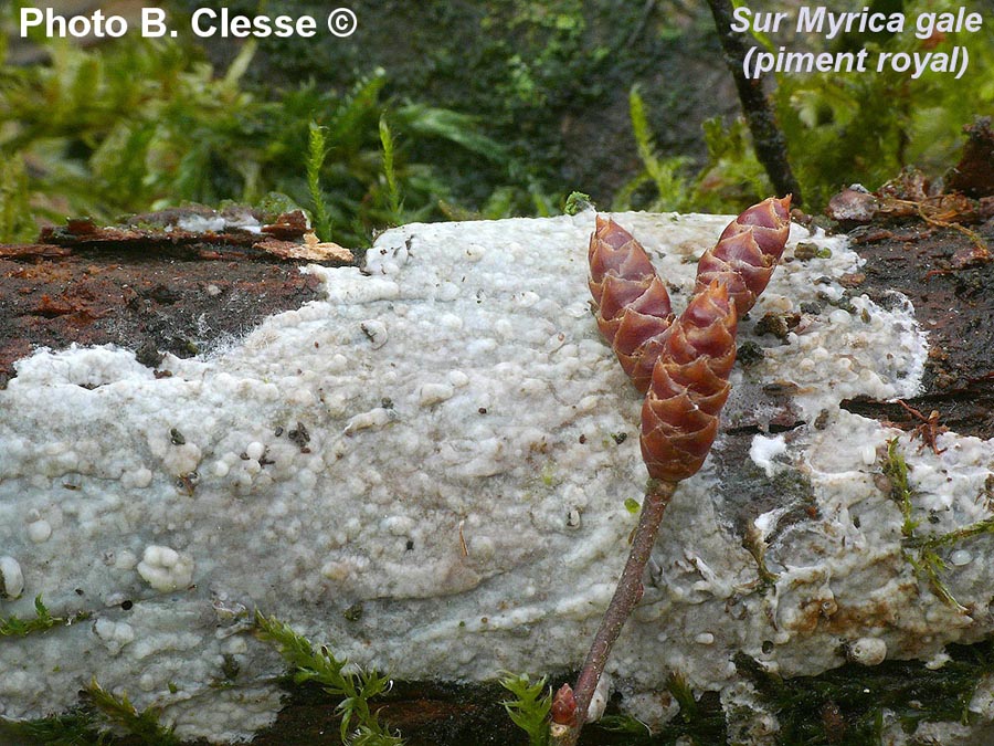 Peniophorella praetermissa (Hyphoderma praetermissum)