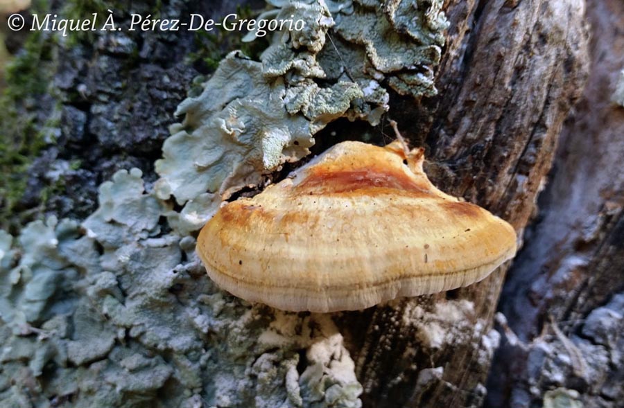 Perenniporia ochroleuca