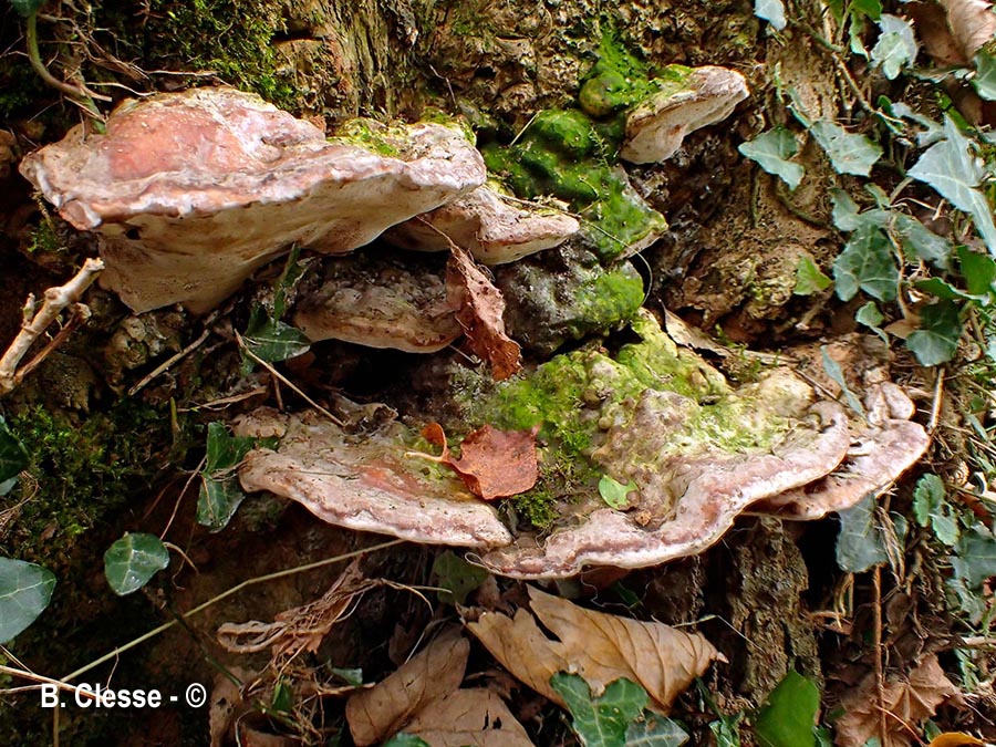 Vanderbylia fraxinea (Perenniporia fraxinea)