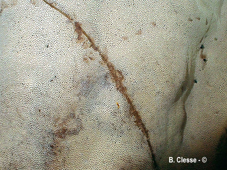 Vanderbylia fraxinea (Perenniporia fraxinea)