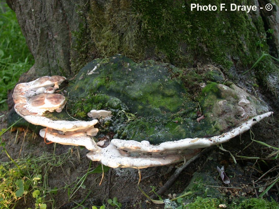 Perenniporia fraxinea