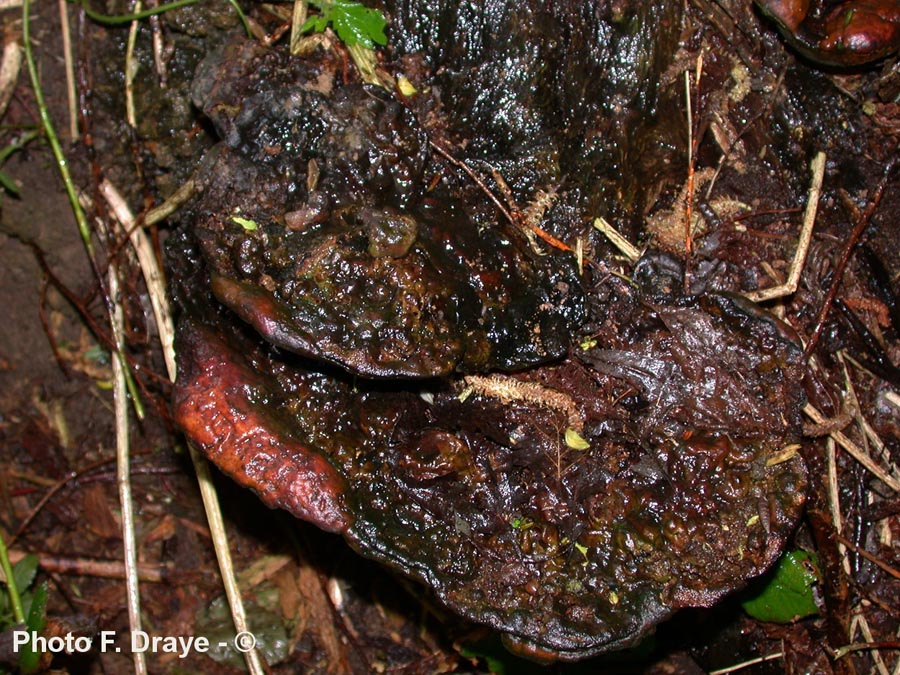 Perenniporia fraxinea