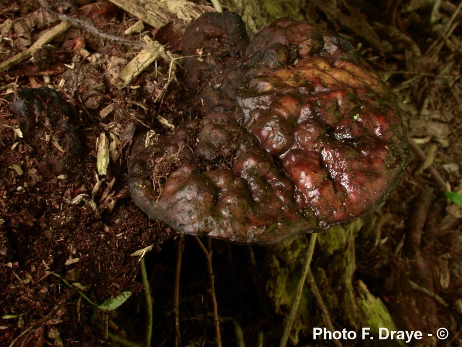 Perenniporia fraxinea