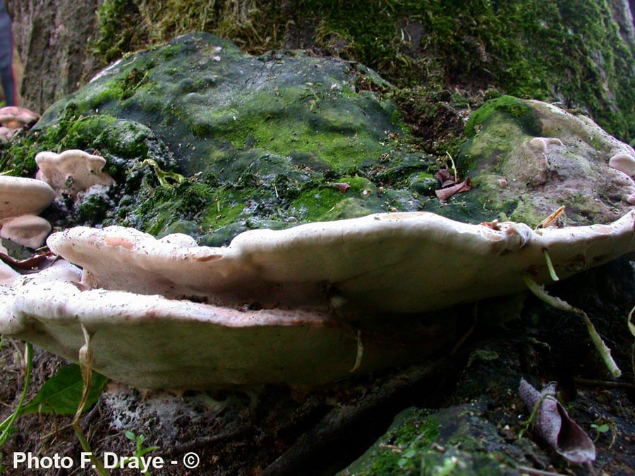 Perenniporia fraxinea