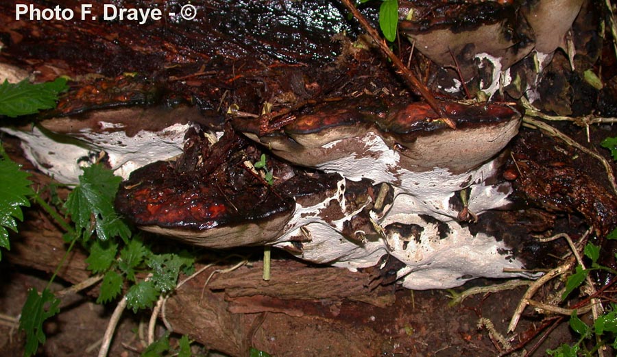 Perenniporia fraxinea