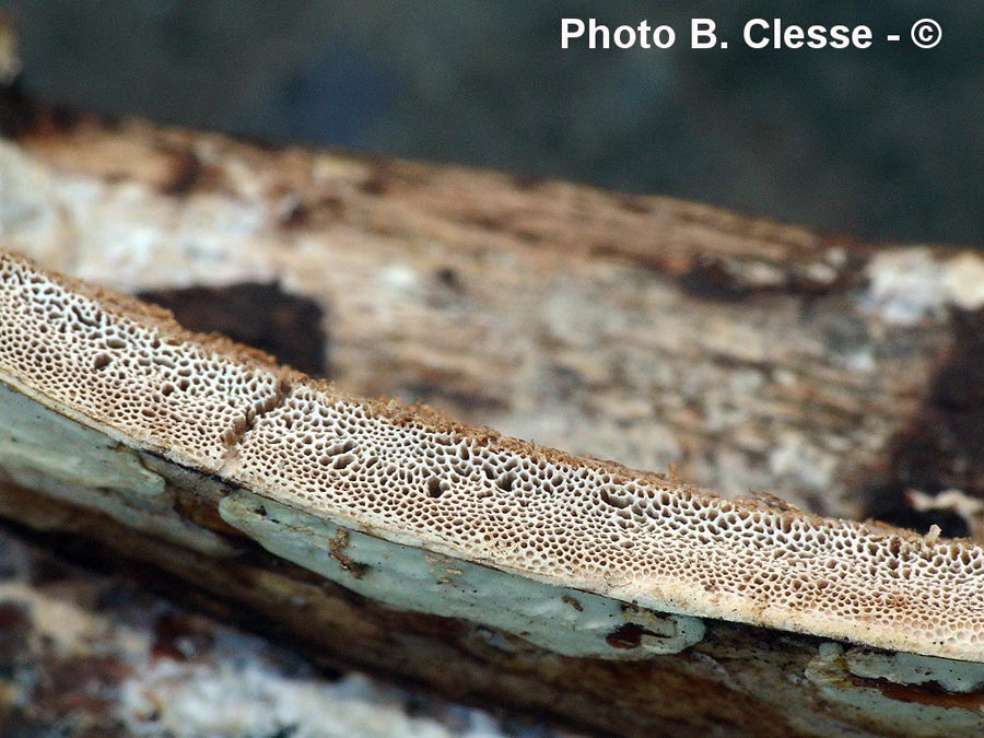 Perenniporia meridionalis