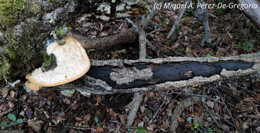 Perenniporia ochroleuca