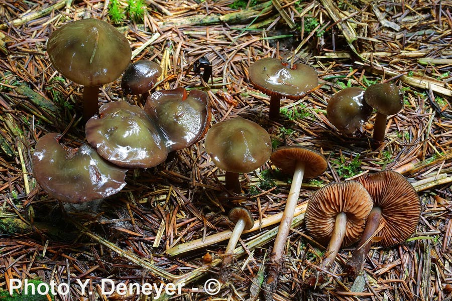 Phaeocollybia festiva