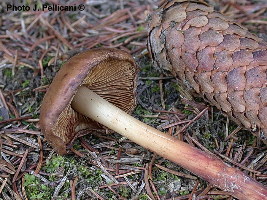 Phaeocollybia lugubris 