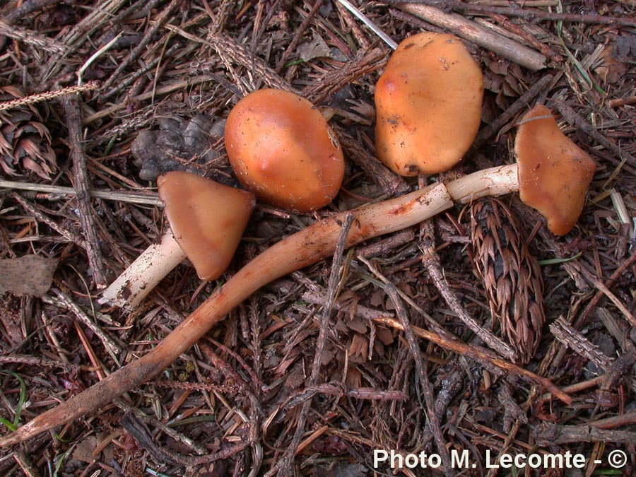 Phaeocollybia lugubris