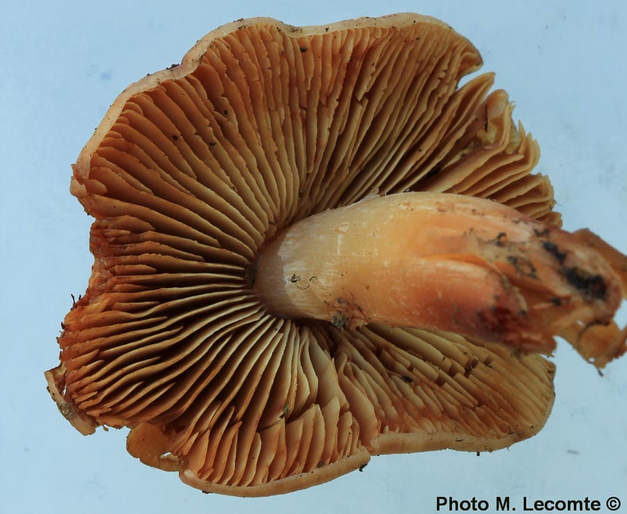 Phaeocollybia lugubris