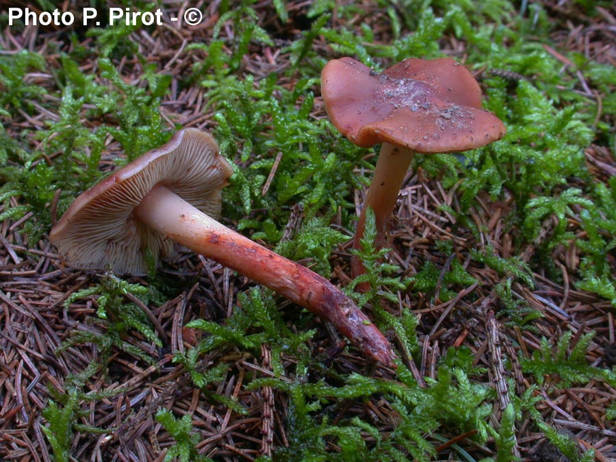 Phaeocollybia lugubris