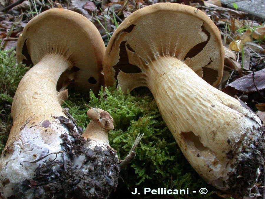 Phaeolepiota aurea