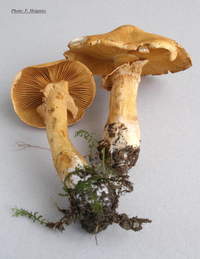 Phaeolepiota aurea