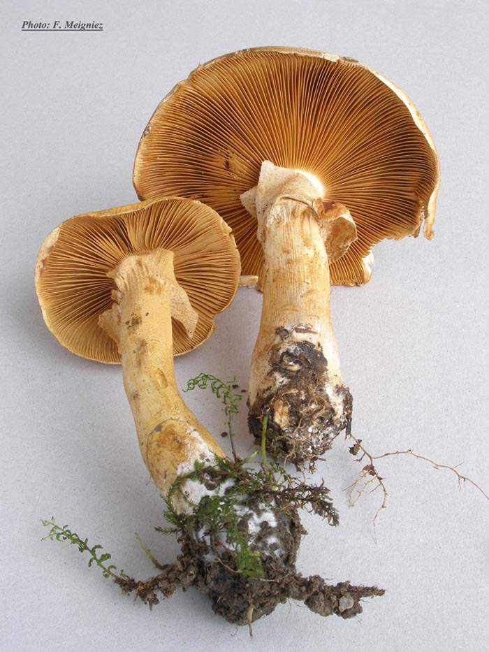 Phaeolepiota aurea