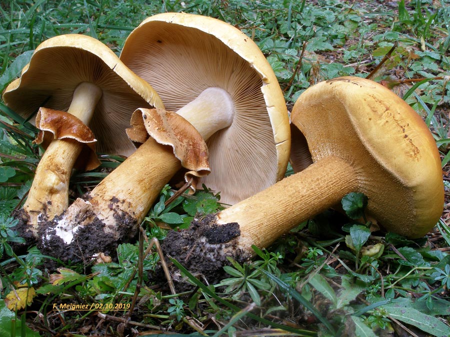 Phaeolepiota aurea