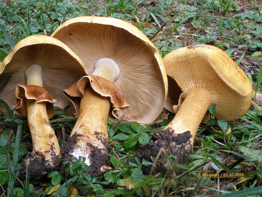 Phaeolepiota aurea