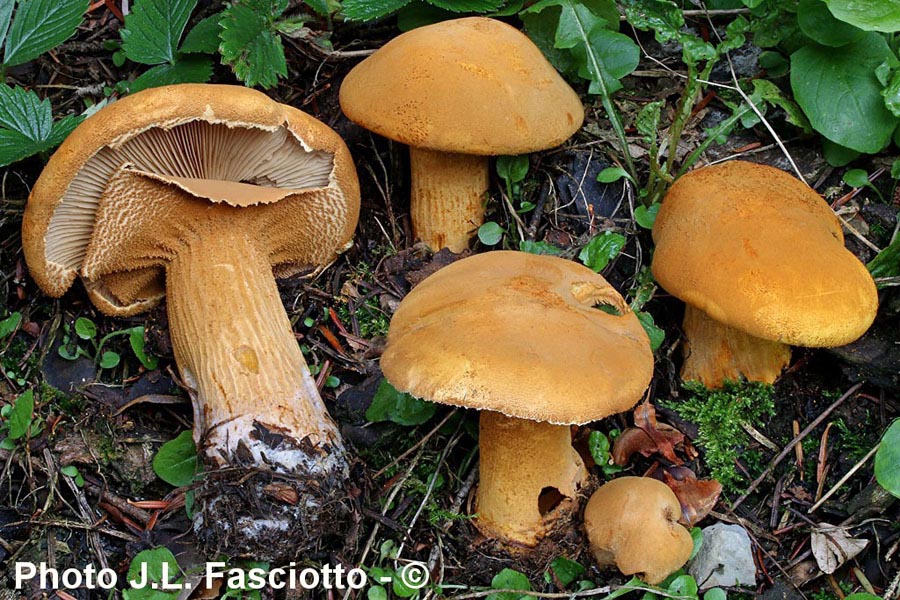 Phaeolepiota aurea