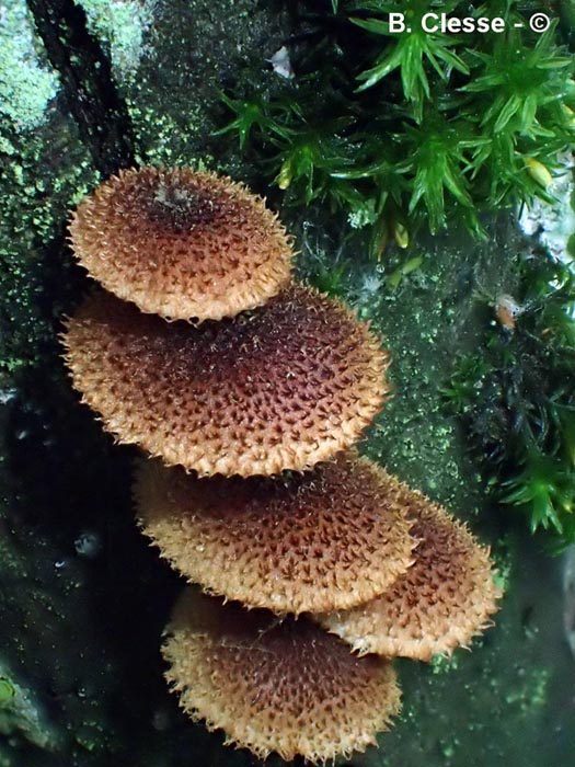 Phaeomarasmius erinaceus