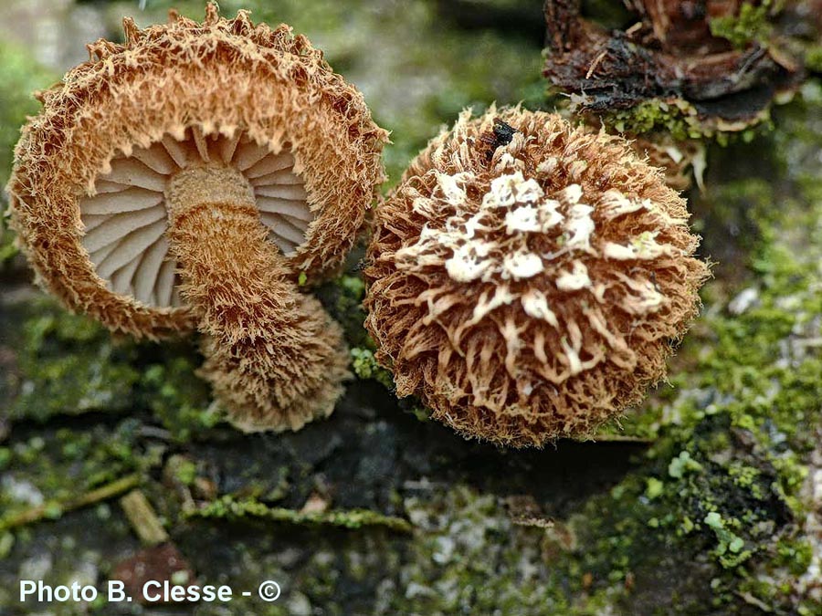 Phaeomarasmius erinaceus