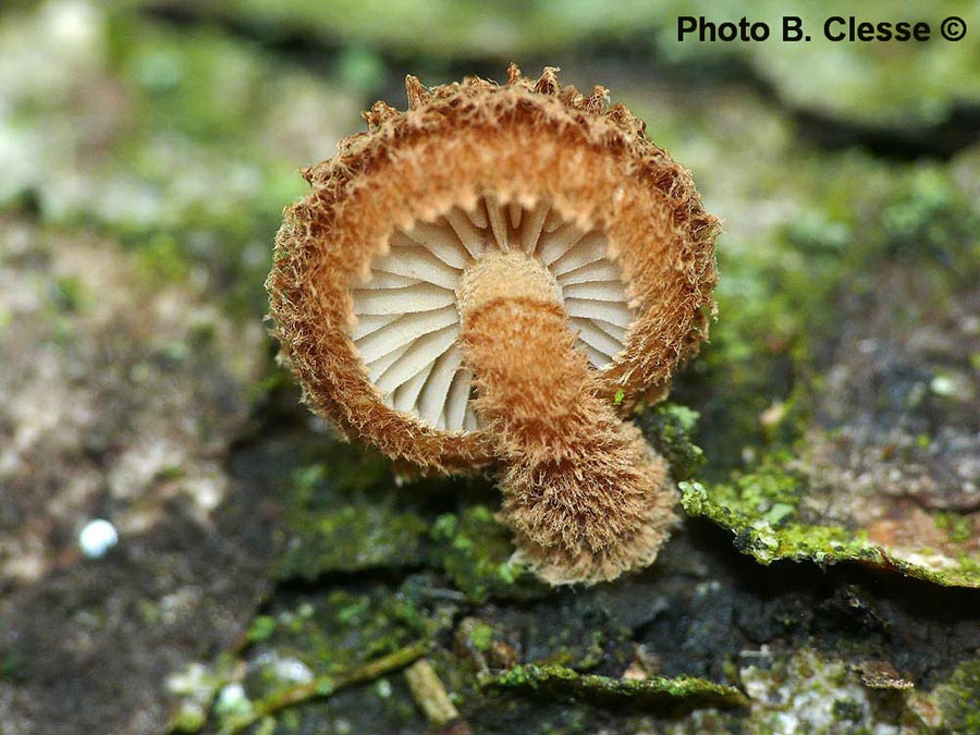 Phaeomarasmius erinaceus