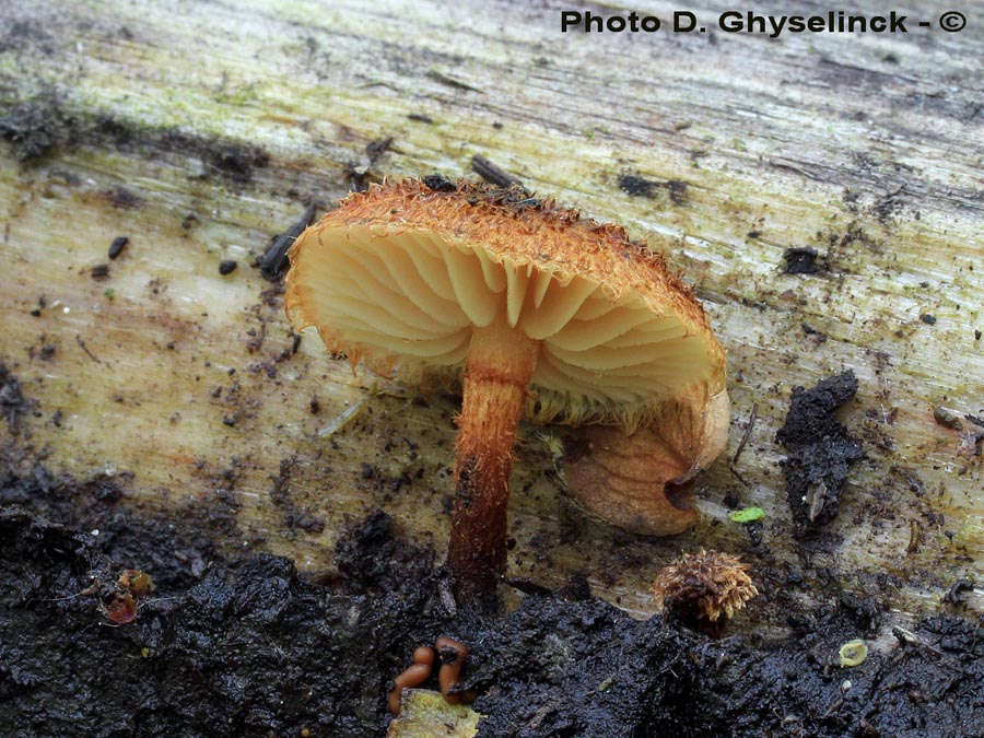 Phaeomarasmius erinaceus