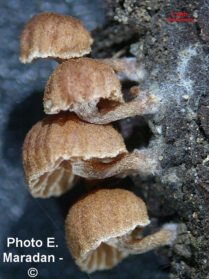 Phaeomarasmius rimulincola