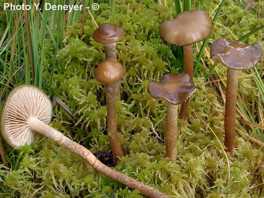 Phaeonematoloma myosotis (Hypholoma myosotis)