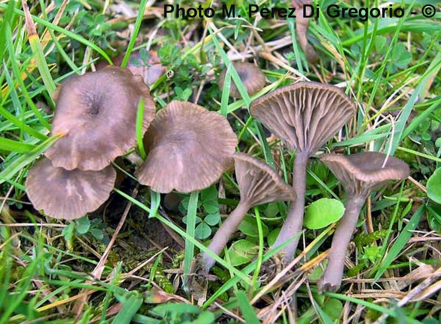 Phaeotellus griseopallidus (Arrhenia griseopallida)