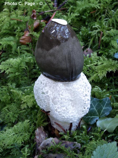 Phallus impudicus var. pseudoduplicatus