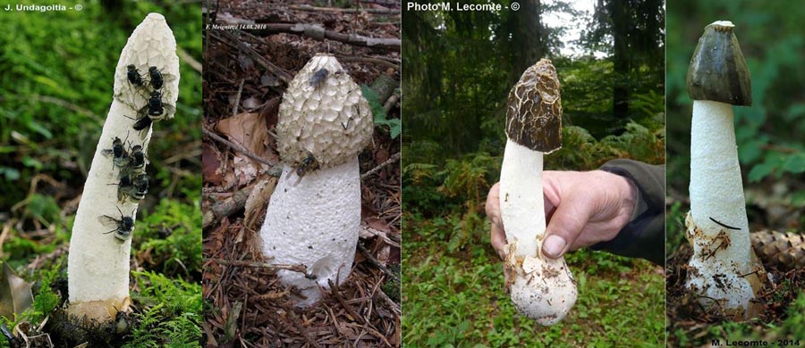 Phallus impudicus