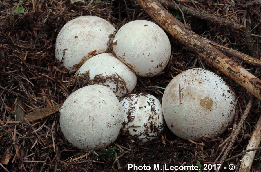 Phallus impudicus