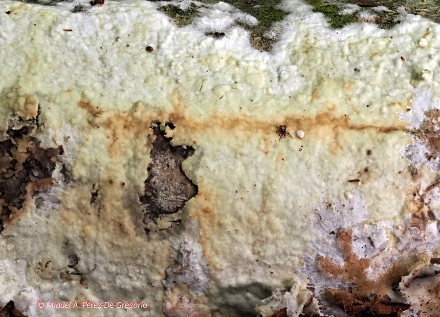Phanerochaete sordida