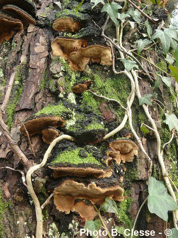 Phellinus conchatus