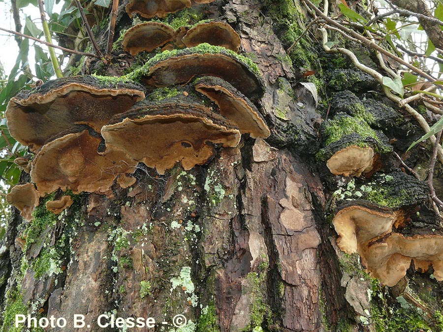 Phellinus conchatus