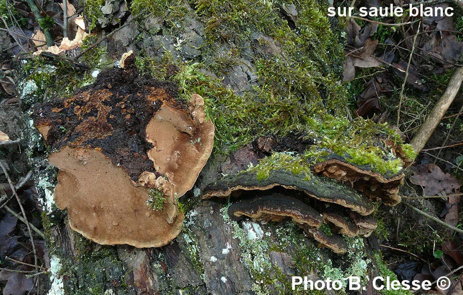 Phellinus conchatus