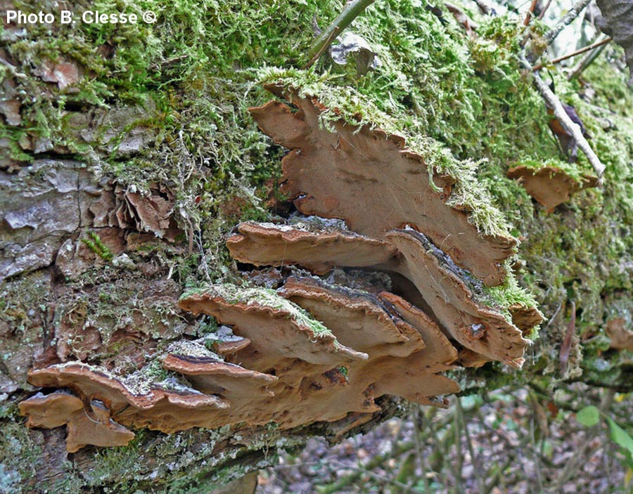 Phellinus conchatus