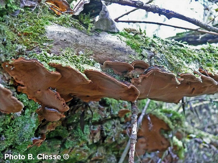 Phellinus conchatus