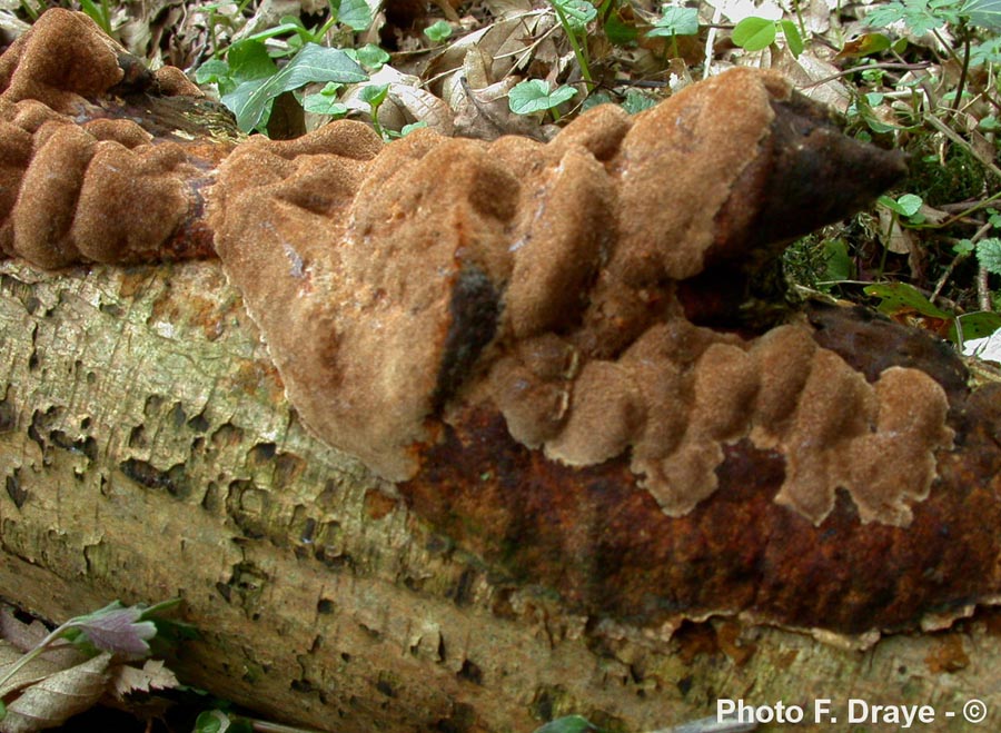 Phellinus ferreus