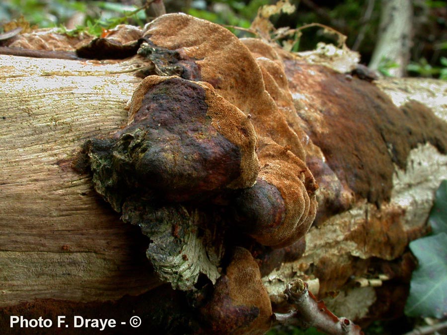 Phellinus ferreus